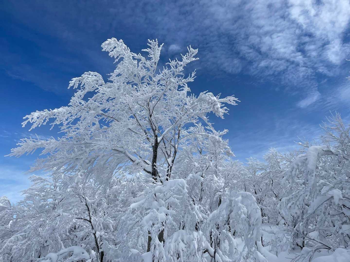 一王子神社-定高山 往復コースの写真
