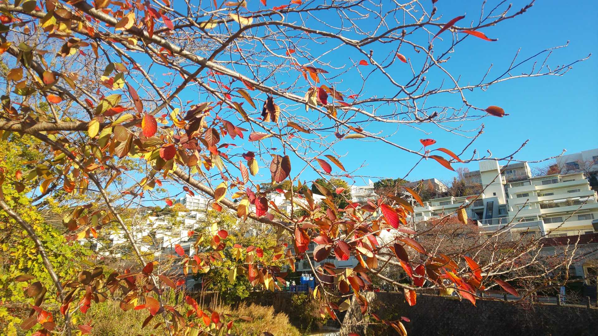 川沿いの紅葉🍁