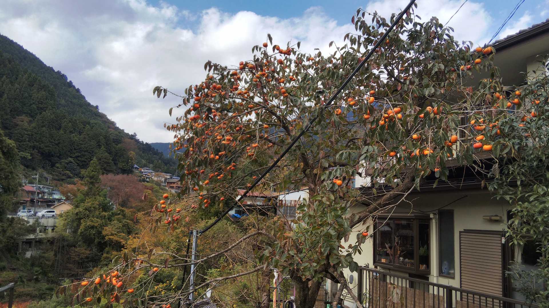 日本の秋は柿の色。今のうちに食べておかないとね。