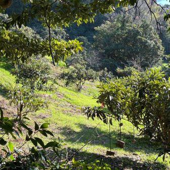あっ！たくさん枇杷の木が生えてる😍
房総といえば美味しい枇杷のイメージの私。

葉っぱが独特の形をしてるので、一発で見分けられます👍