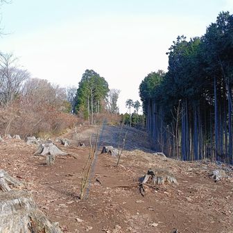 植林中。ここはなんでいつもこんな感じなのかなぁ？