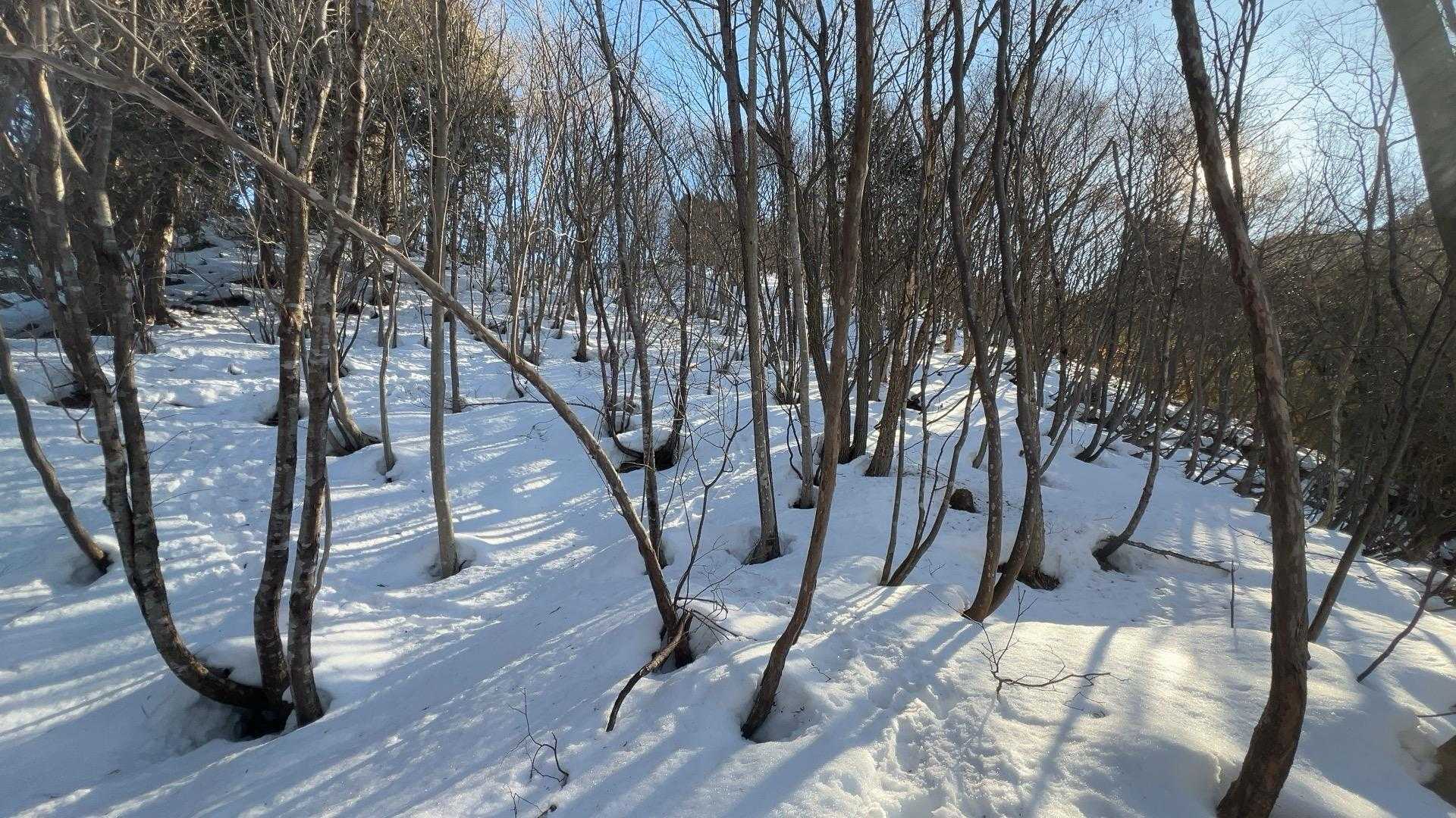 ツリーホールはありますが、雪は締まっています。
