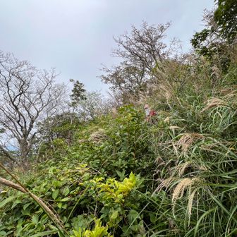 黄金の滝上流へ向かいます。
何時もの取り付きは、ススキ藪でルート判別不能なので、山頂奥から巻く事にします。
それでも藪ではありますが。