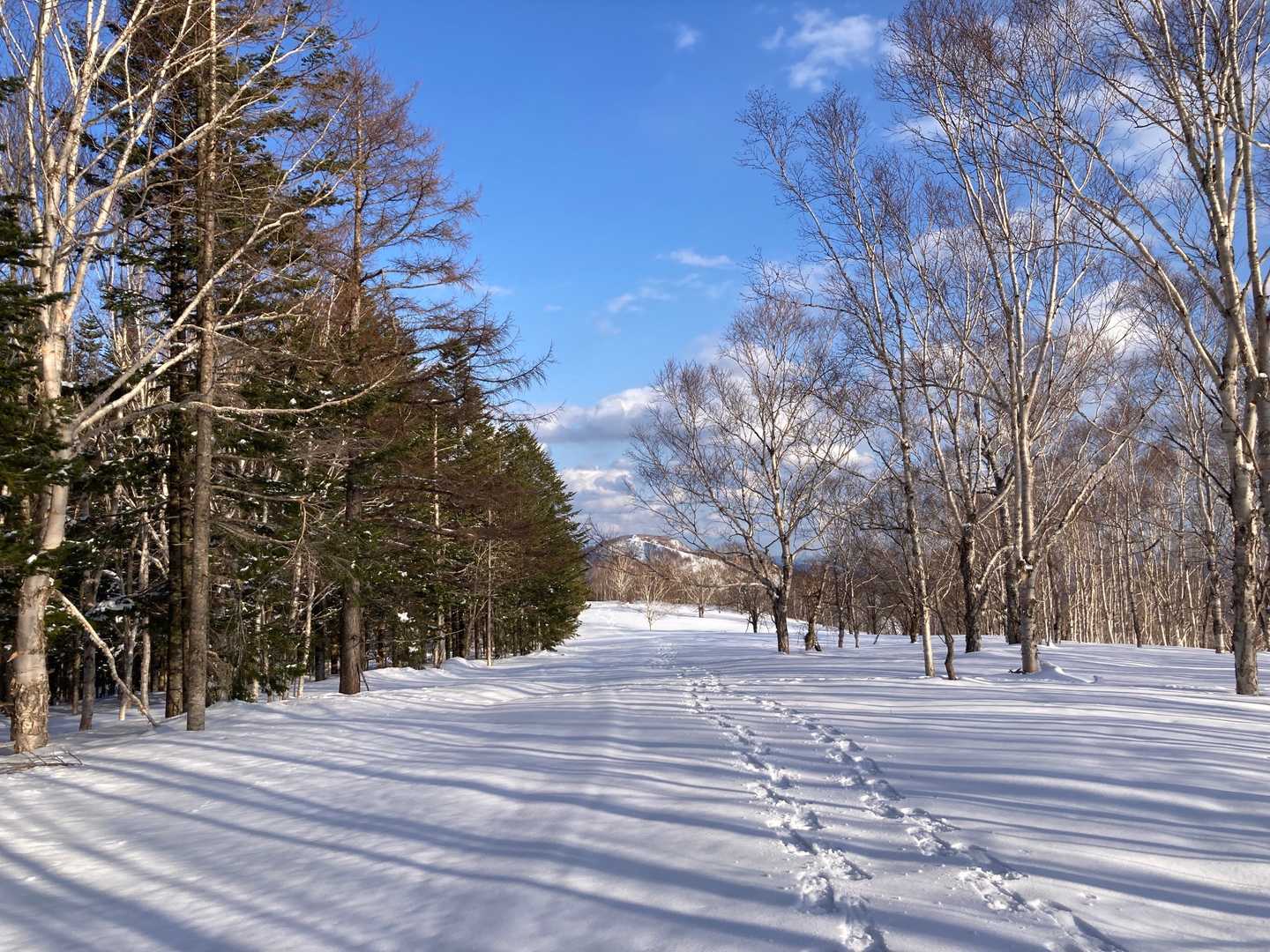 鳩ノ巣山の写真