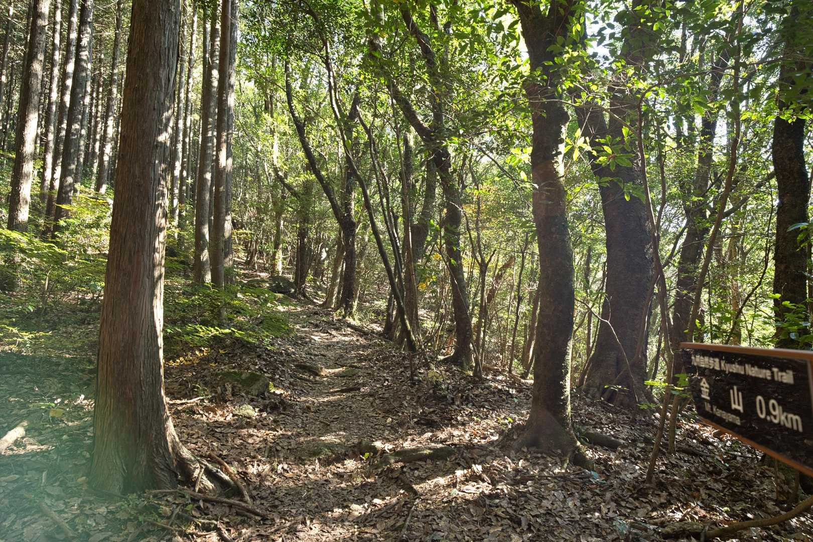 金山登山口-アゴ坂峠-城ノ山-三瀬峠 縦走コースの写真
