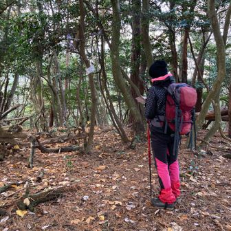 ゴイハタ山頂　313m