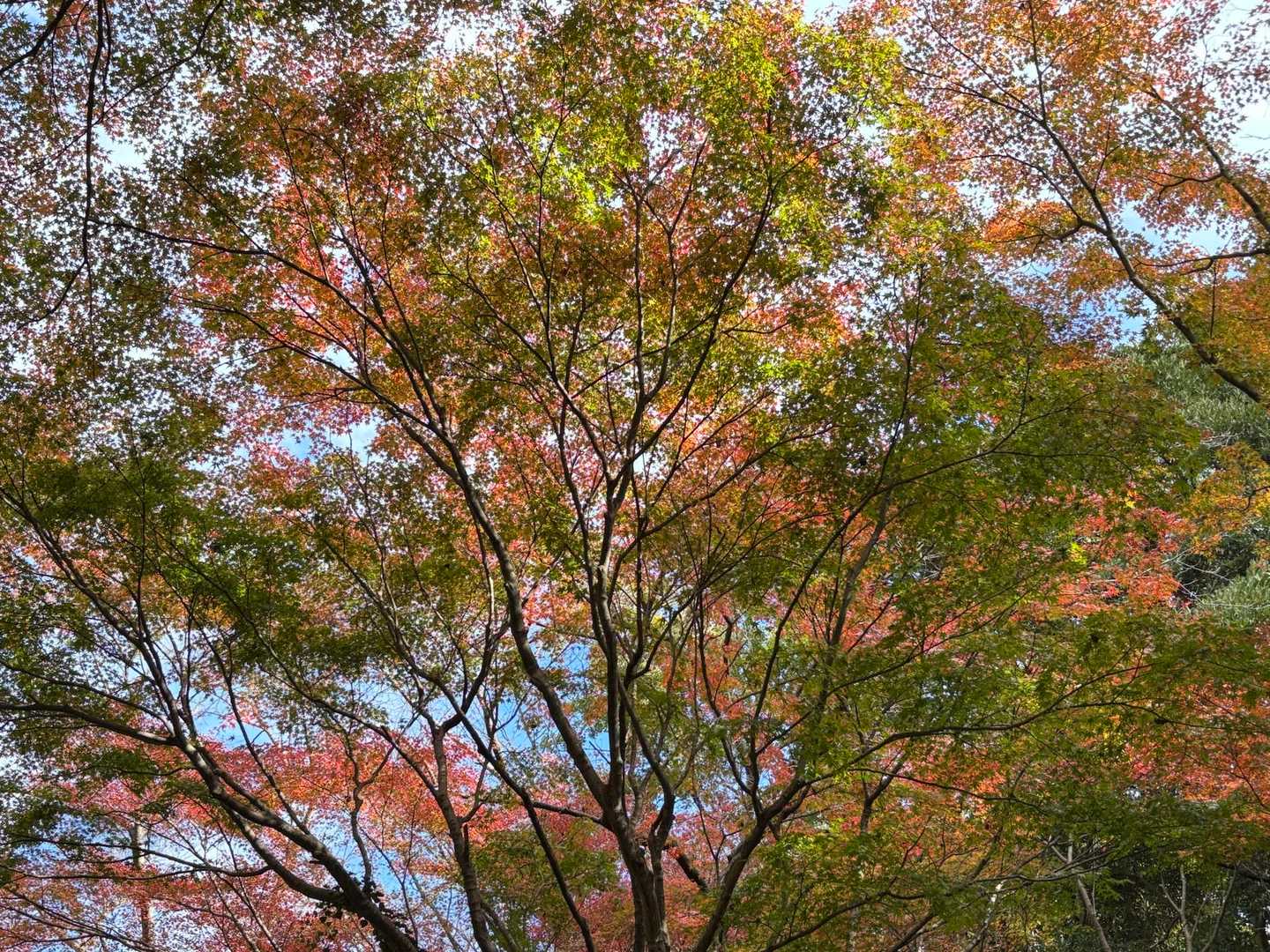 🍁