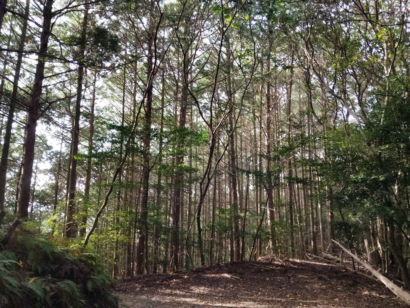 苦い苦〜い勘違いの記憶は大平山に預かっててもらう。

月曜日から仕事頑張ろっと。
全部忘れて。
今まで以上に頑張る🫩
