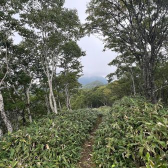 室蘭岳⛰️はガスってきました。