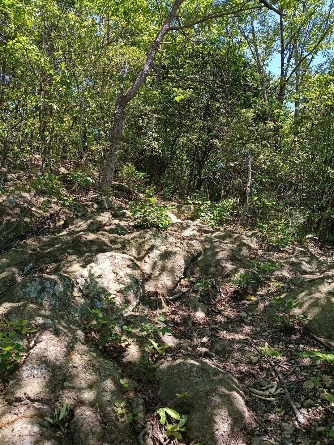 登山道は少しだけボサッてました🌿

怯まずズイズイ坂道を登っていくと🚶‍➡️