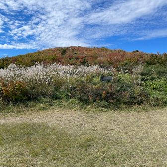 ススキ🌾と池の段の紅葉🍁
