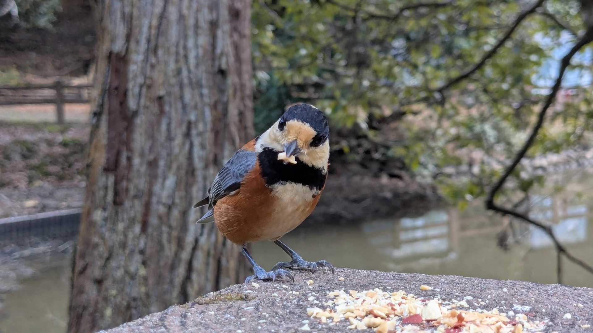 ナッツを置いてみた🥜
