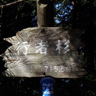 行者杉に着いた