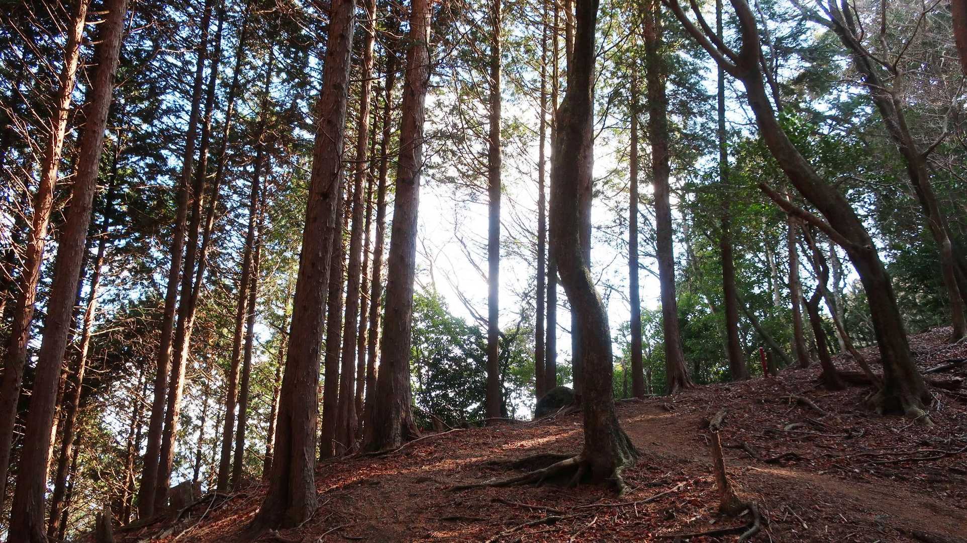 逢拝所登山口-馬見山-宇土浦越 周回コースの写真