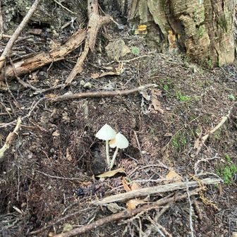 なんか仲良し〜🍄