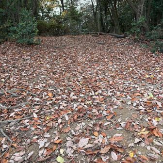 路面は落ち葉しかないけど、走りにくく感じないのは、慣れてきたのか？