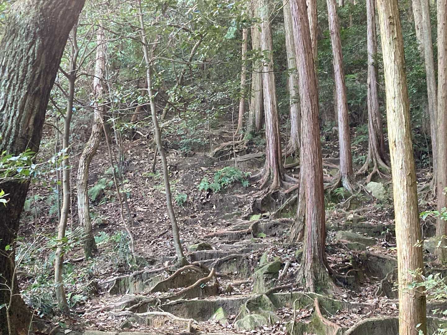 ここから急登💦
