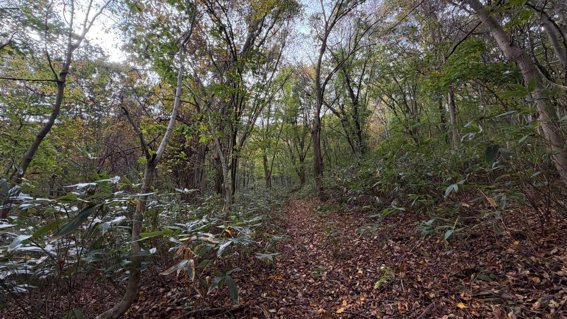 紅葉も終わりの時期で、落ち葉に覆われた登山道🍂。