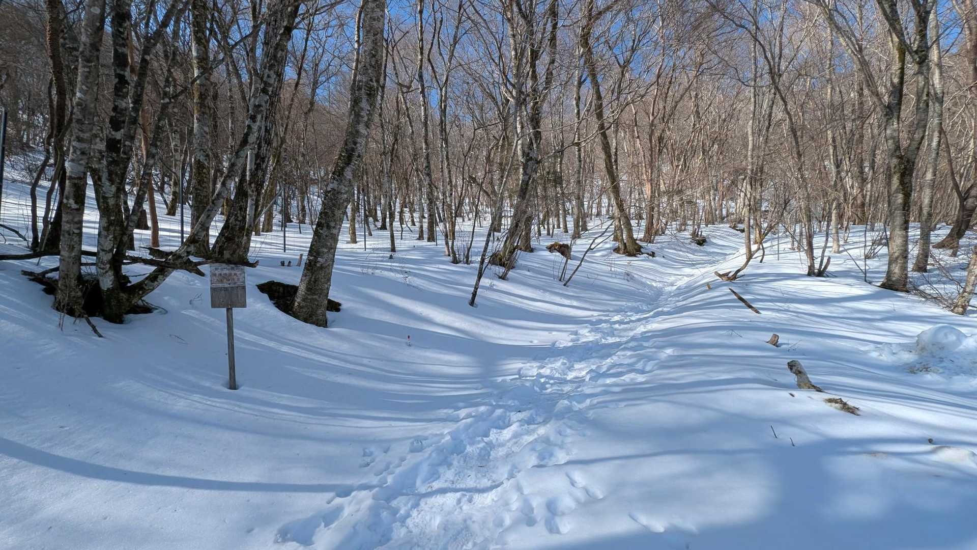 再びゴボウ畠。
雪があると雰囲気が全然違うなぁ