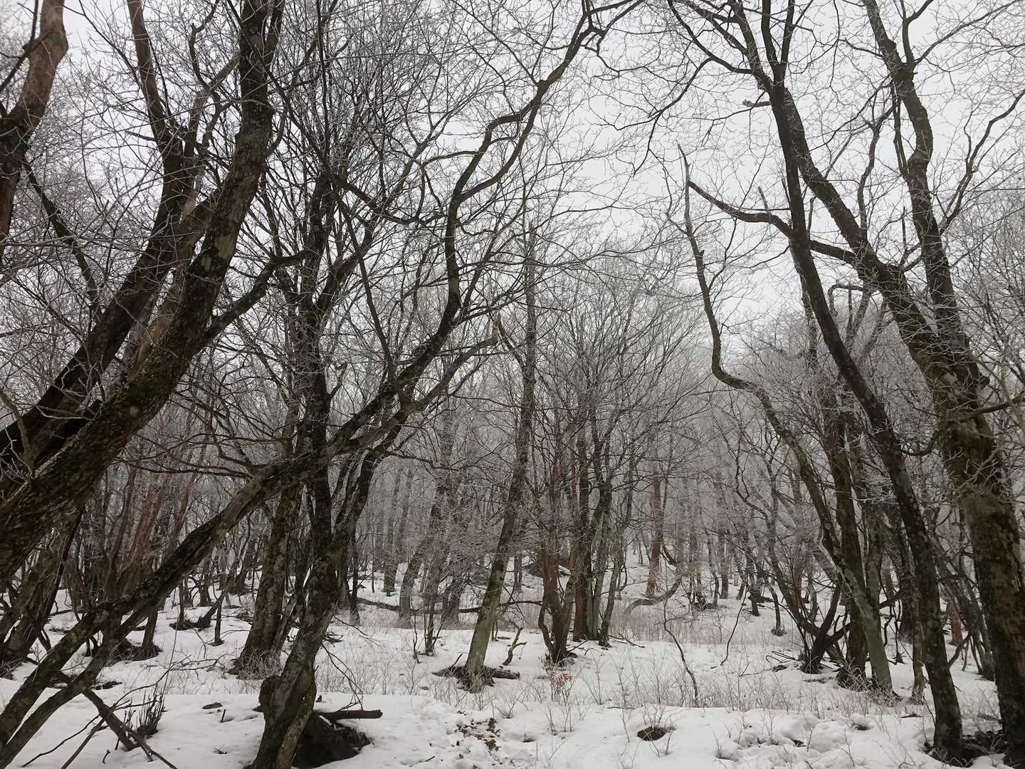 明神平-明神岳-判官平-桧塚奥峰 往復コースの写真