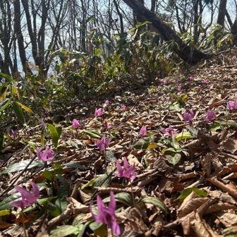 カタクリロード