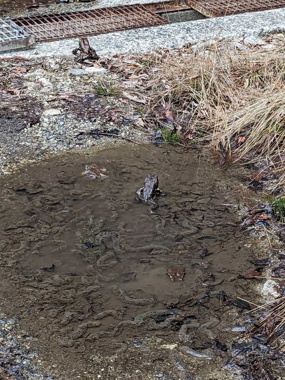 ヒキガエル🐸🐸🐸🐸四匹
2カップル💗💗