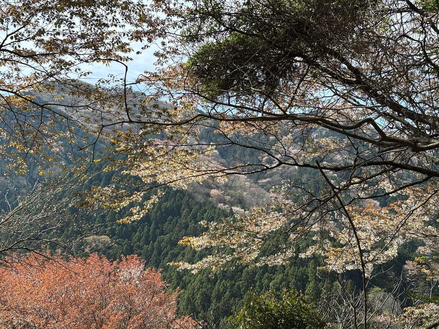 堀坂山の尾根にも桜🌸