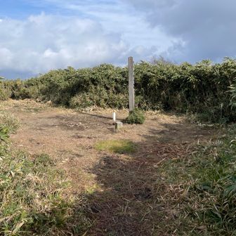 壮観な笹に囲まれる三角点　そのため眺めは良くない