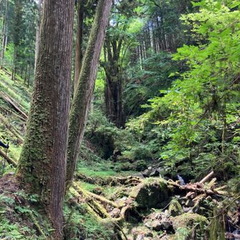 ここから左回りして鎖⛓️場に向かいますがヤマヒル地帯です
足を踏み入れた途端
靴にヤマヒルが張り付き取り除くのに一苦労しました
おまけに靴下まで入り込む始末でタチが悪い👎