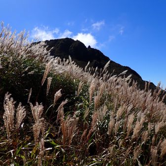 ススキと久住山