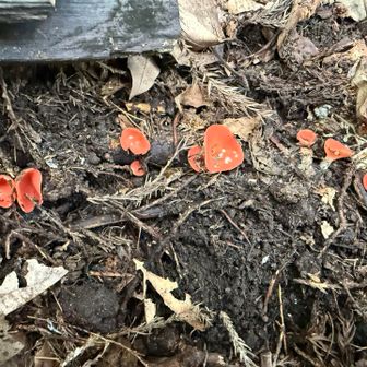 🍄？
ベニチャワンタケモドキらしい……