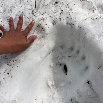 あちこちに熊の足跡🐻🐾