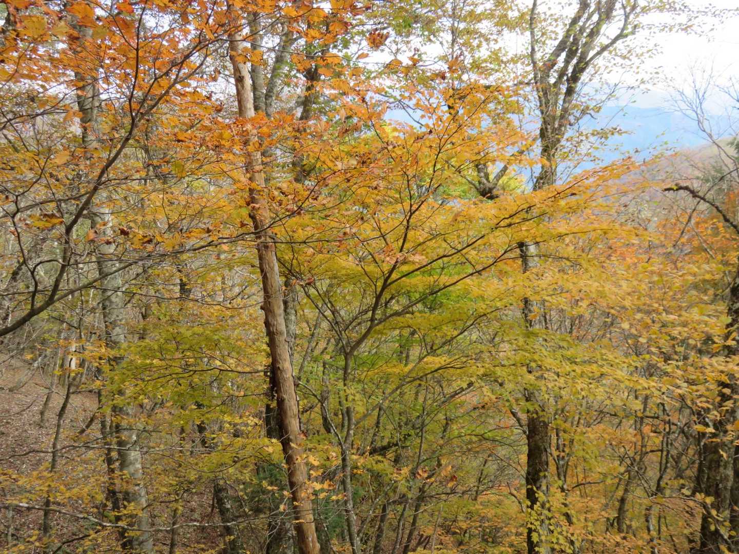 小屋平バス停-石丸峠-榧ノ尾山 縦走コースの写真
