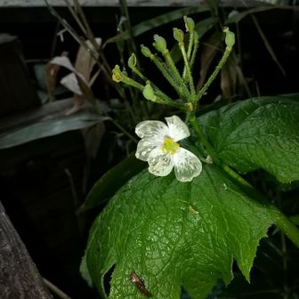展望テラス横のサンカヨウが雨に濡れて透明になっていました。