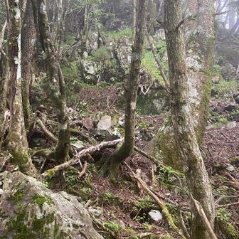 激坂だが写真では伝わらない気がする