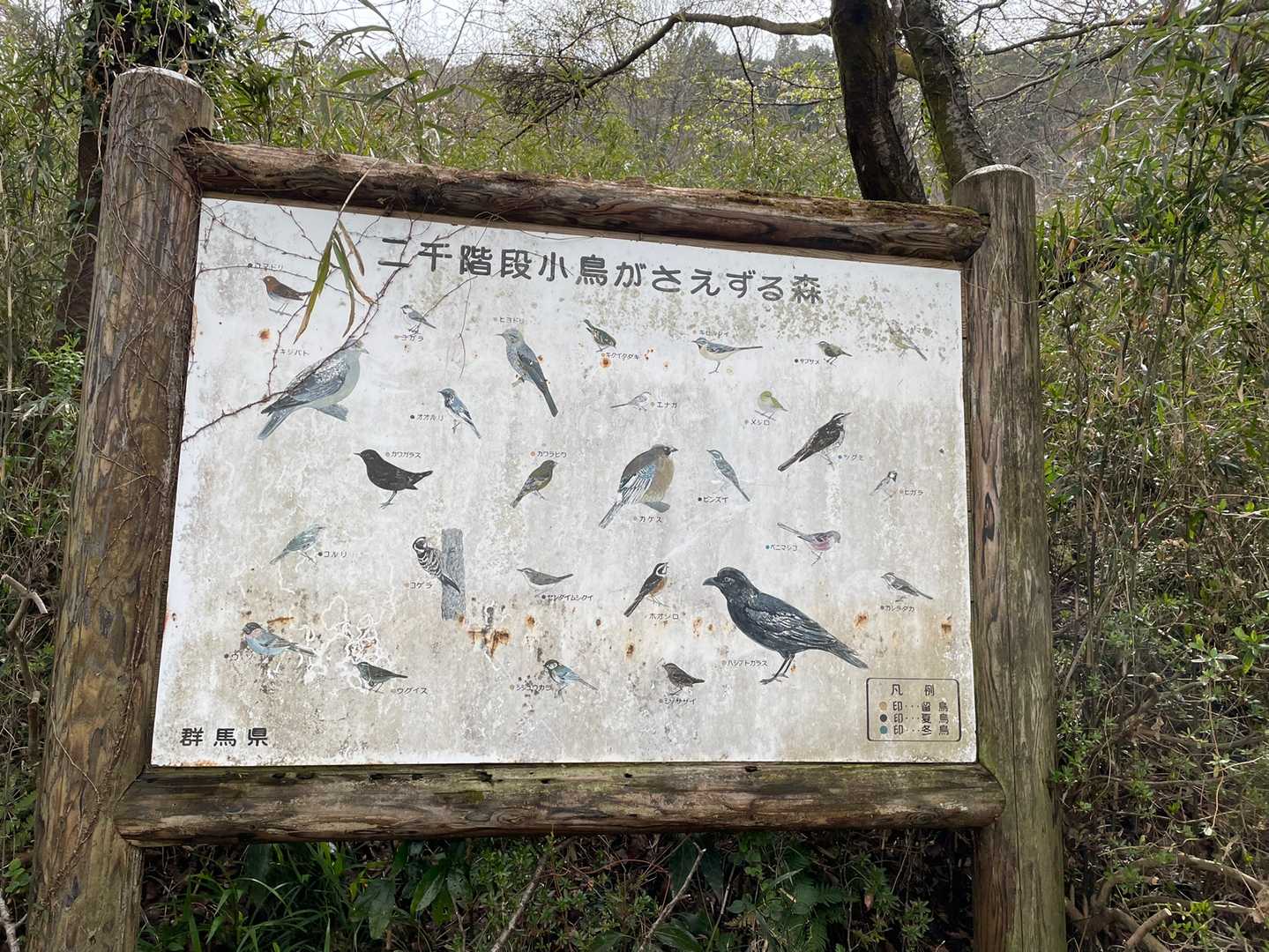 鳥の鳴き声すごい