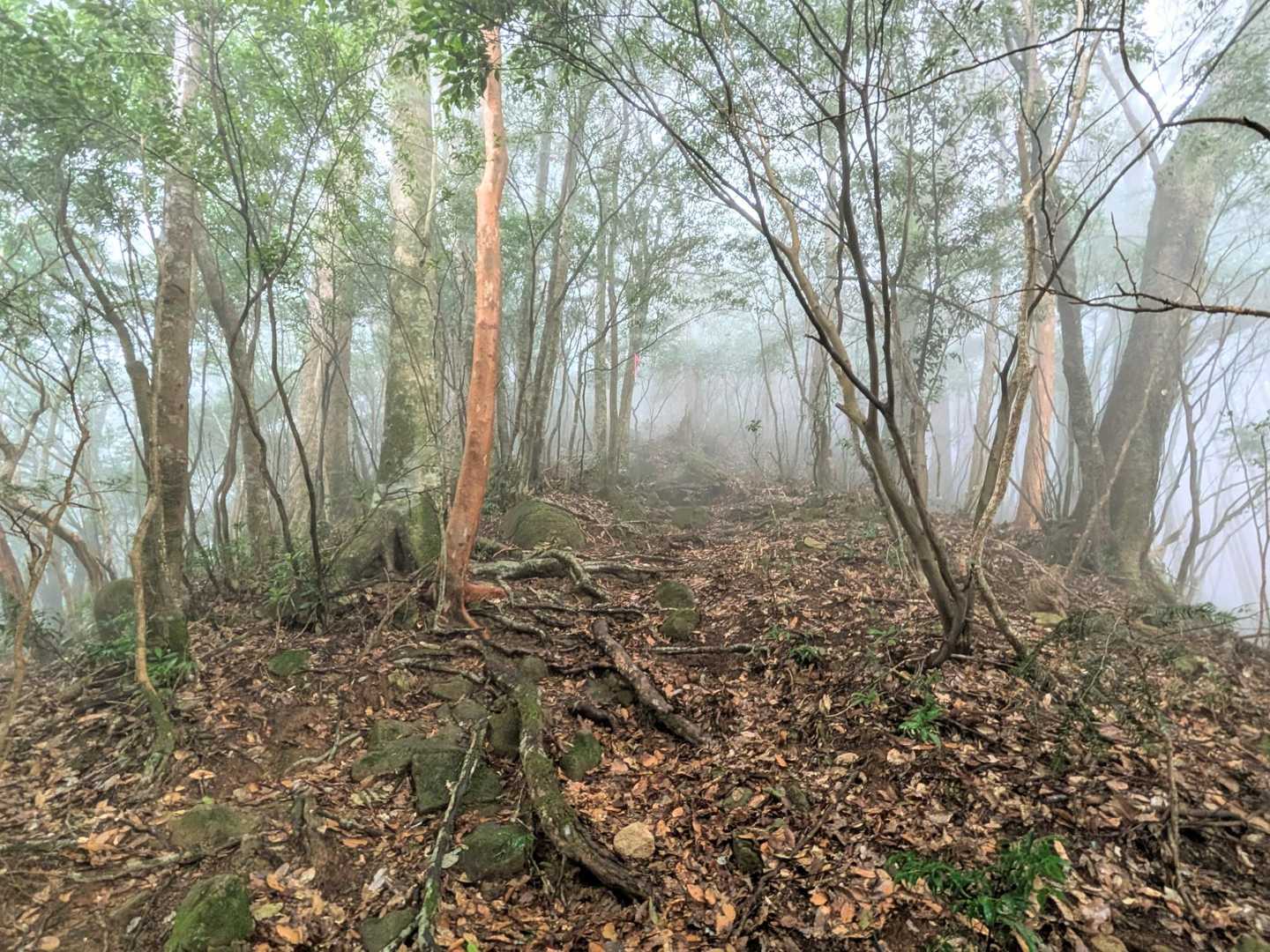 まぁ、ひたすら登り。
天気も良くないしちゃっちゃと下山しないとなので黙々と登る