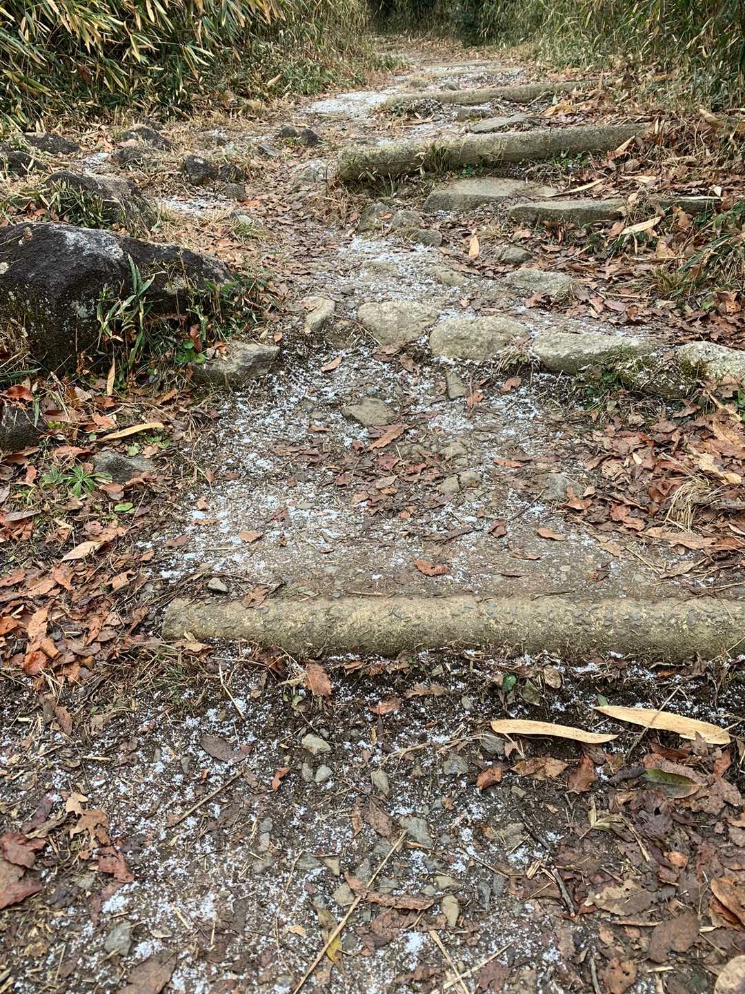 霜が綺麗でした