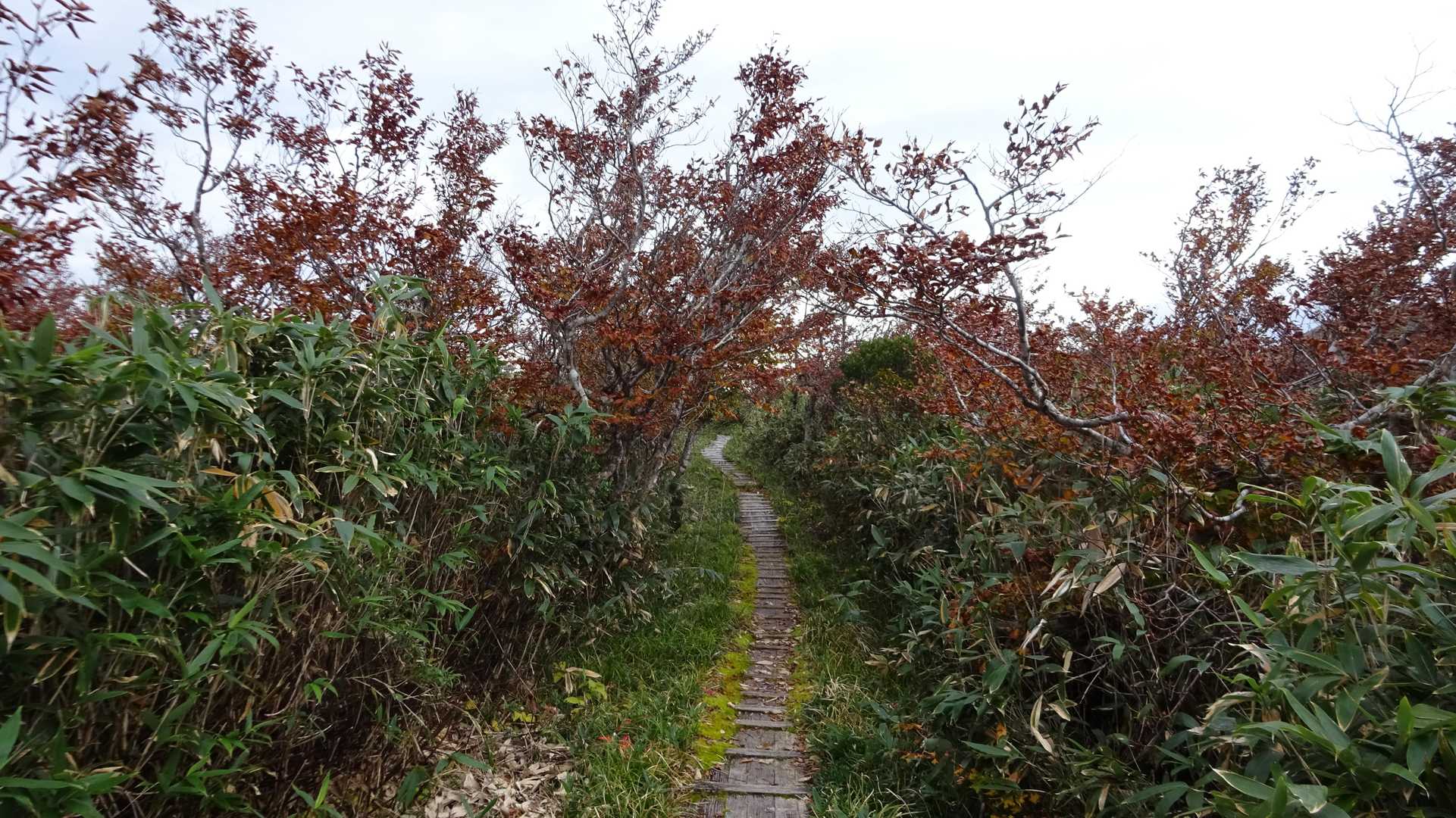 ずっと木道