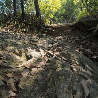 🚶🪨チャート岩が露頭した道。

鳩吹山一帯はチャート岩の岩峰です。
チャートは硬いので足裏にゴツゴツきます。
飛び出た岩が靴先にひっかかったりもしますので、注意をしながら進みます。