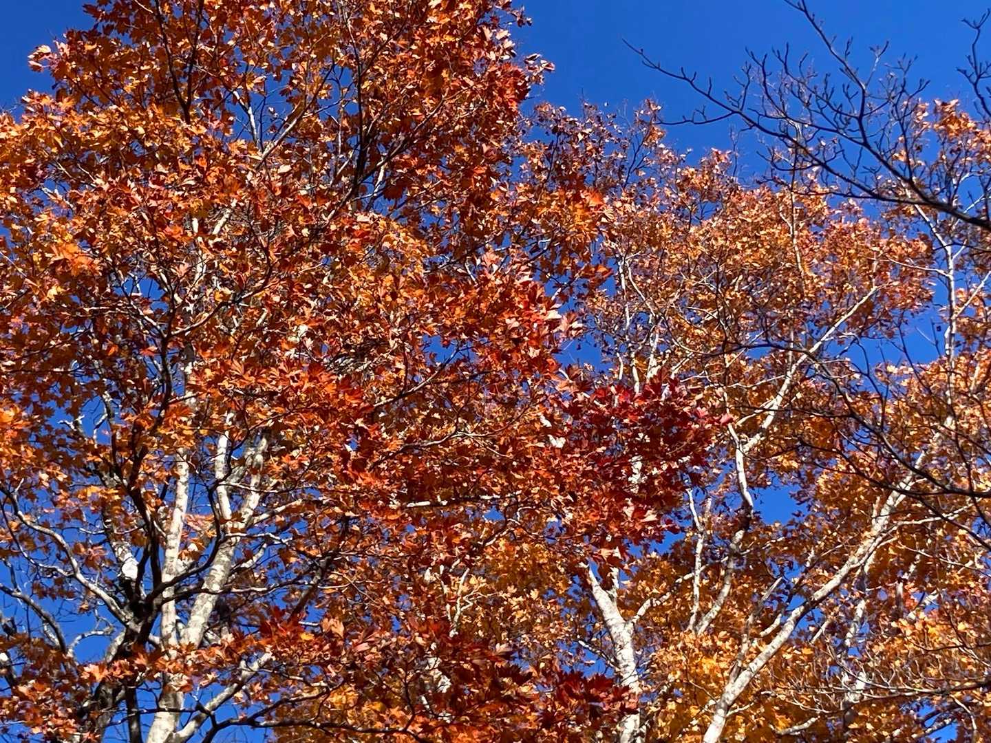 わずかに紅葉が残ってました