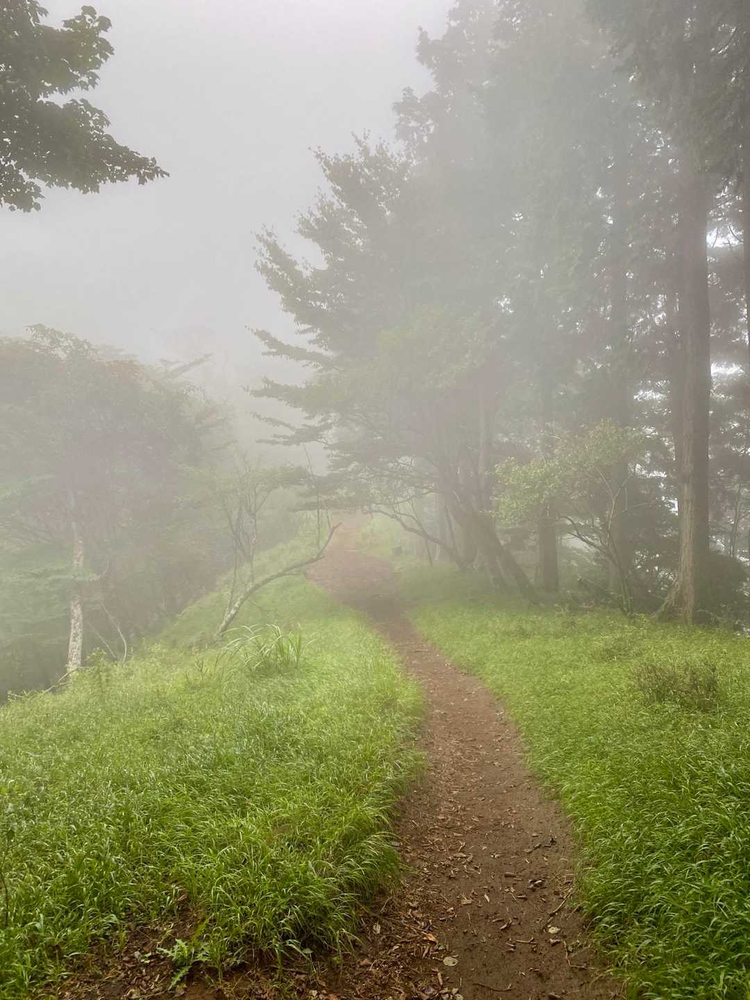 歩き慣れた山道も、たまに霧がかかっていると美しく新鮮で良いものですね🫶😄