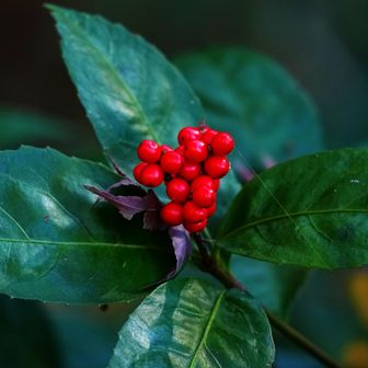 センリョウ
家の周辺ではなかなか見ない