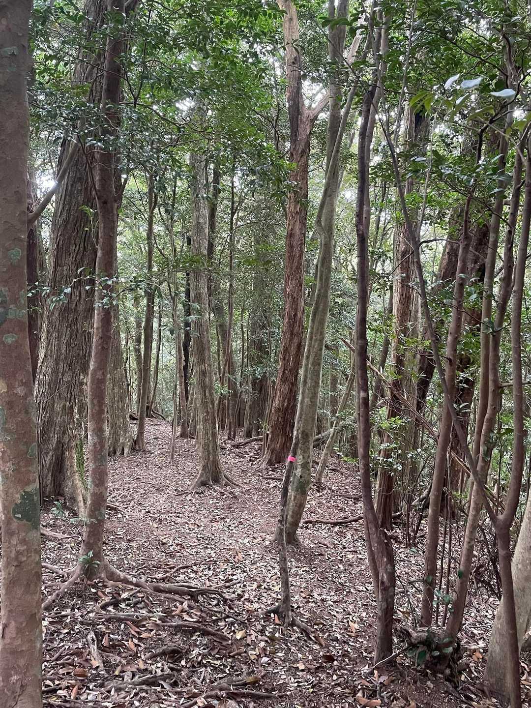 登りはきつかったけど降りはるんるん🎵