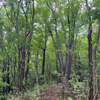 登山口の北側

秋までは三角山は見えません

ジメジメの三角山でした
ありがとうございました！