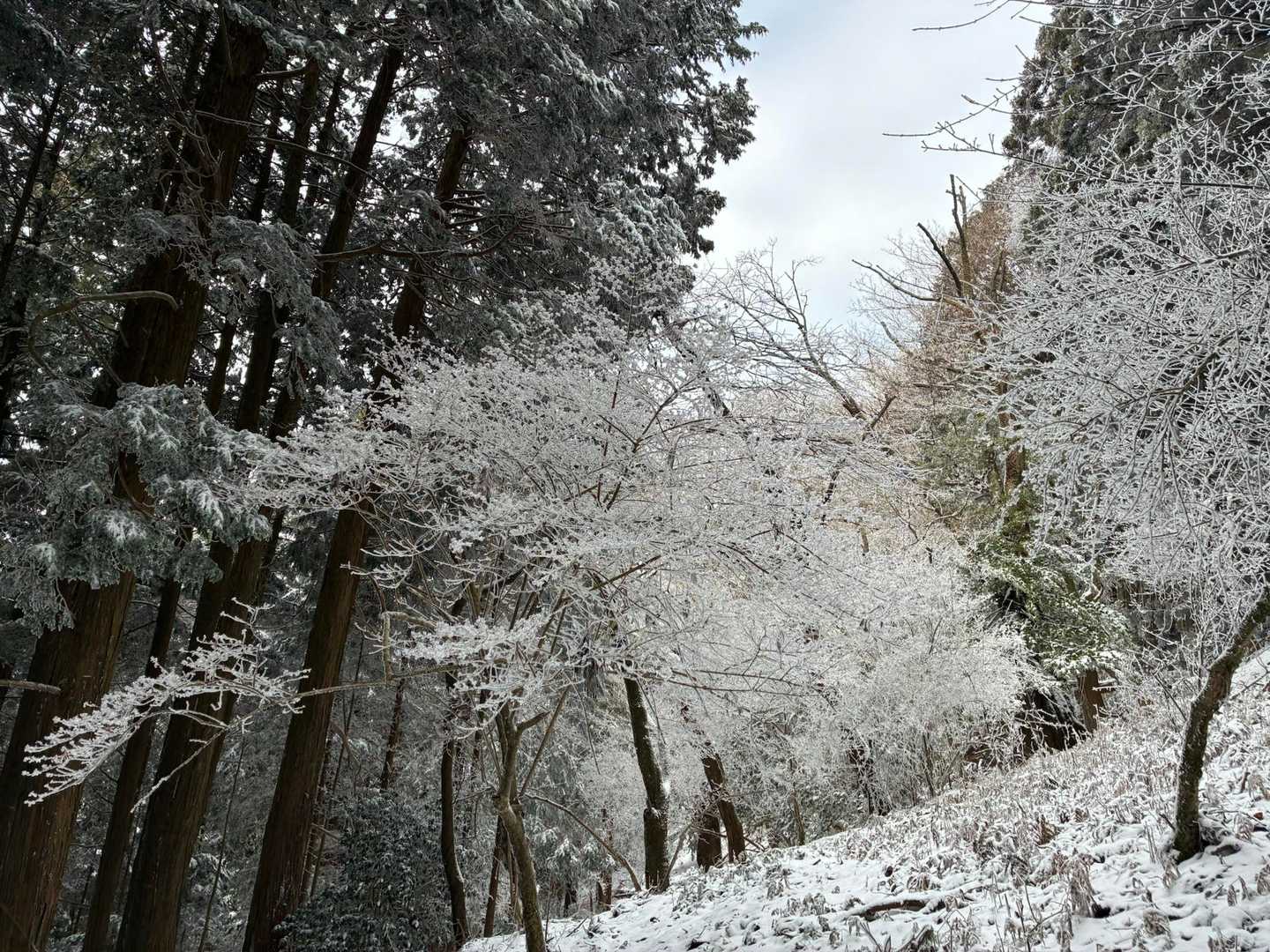 綺麗です