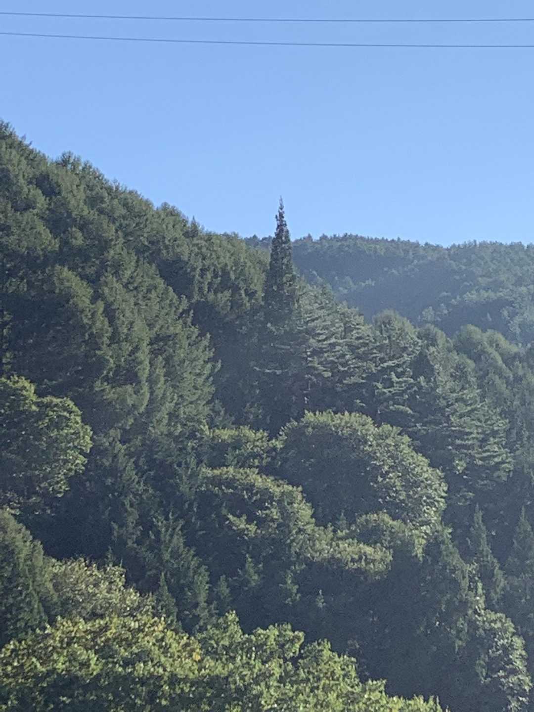 クリスマスツリー🎄発見🌲
