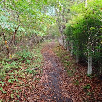 序盤〜終盤まで樹林帯歩き🚶