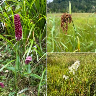 お花はほぼ終わっているようにみえたけど、
ワレモコウ、アブラガヤ、イワショウブ。