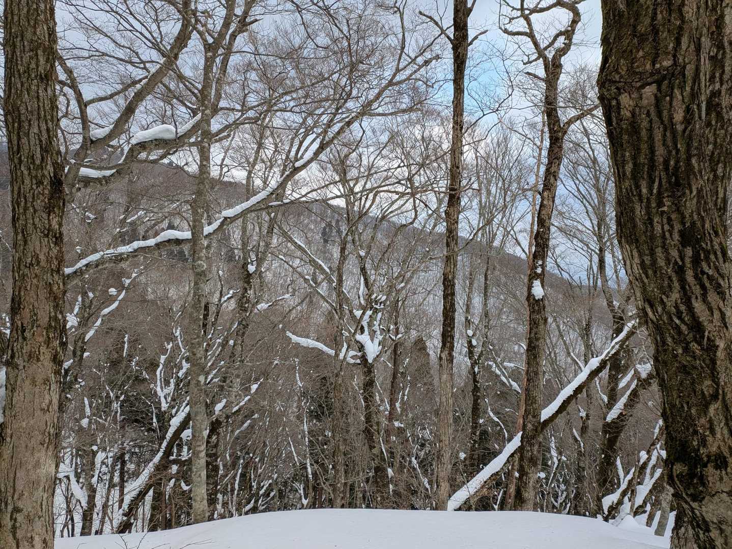 木々の間から見える山々と青空が美しい